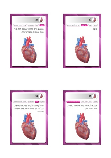 משחק רביעיות גוף האדם - קלפים (2019)